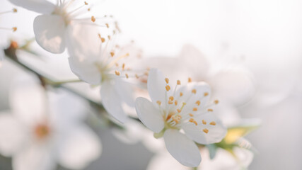 Romantic spring background. Close Up of blooming tree on bright background.