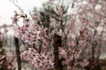 Sakura tree close up in cloudy day at the park