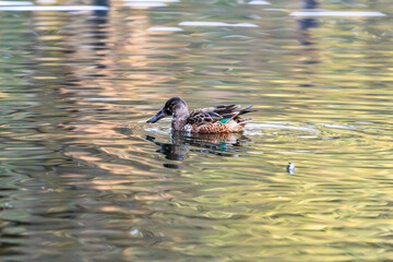 都市公園で見かけたハシビロガモ　一羽