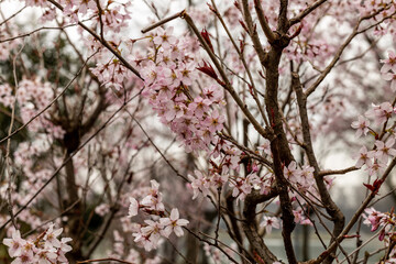 Sakura tree close up in cloudy day at the park