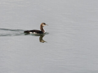Black-throated Diver (Gavia artica) swimming in harbour