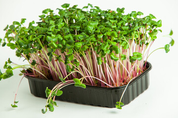 Growing sprouted seeds, microgreens. Healthy lifestyle. Green sprouts in a block of soil