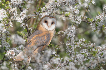Wonderful portrait of Barn owl perched on blackthorn (Tyto Alba)