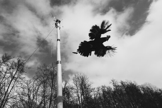 Belarusian pagan holiday Maslenitsa in Belarus. A man climbs onto a pillar to let out a cock. Black silhouette of a flying away rooster. - Powered by Adobe