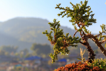 Small bonzai plant tree on the morning with sunshine light.