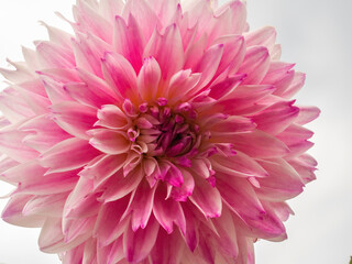 closeup of pink dahlia flower