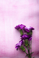 Fresh carnations on pink background. Text space. Floral background.