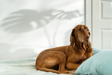 Hungarian Vyzsla dog resting, lying on sofa at home, shadow of monstera leaves on white wall. Pet portrait. 