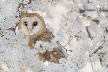Amazing portrait of Barn owl perched on blackthorn (Tyto alba)