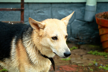 Cute pet dog at home after bathing, cross breed.