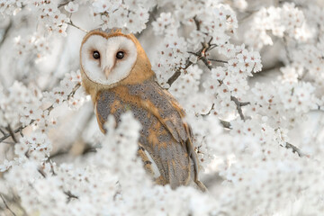 Fine art portrait of Barn owl wrapped by flowers (Tyto alba)