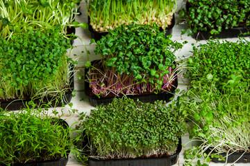 Different types of micro green dill sprouts.  Growing seed germination at home. Organic raw food. Peas, arugula, sunflower, red cabbage