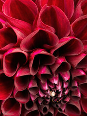 dark red dahlia flower petals macro