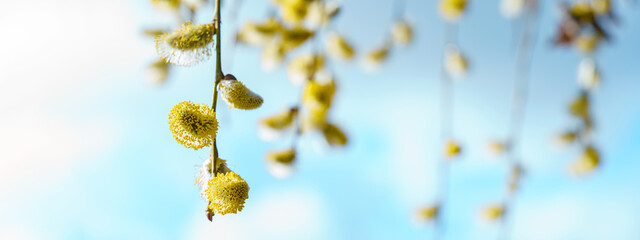 Spring easter / pollen flight / background banner panorama - Macro close-up from beautiful Salix...