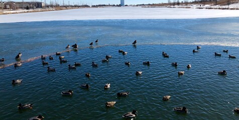 The group of ducky in the cold lake water on a winter day.