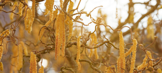 Spring pollen flight / pollen allergy background banner panorama - Common hazel / hazelnut shrub tree  ( Corylus avellana )
with pollen catkins and yellow flower pollen, illuminated by the sun