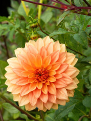 closeup of orange dahlia flower