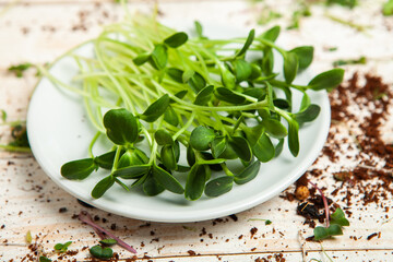 Different types of micro green dill sprouts.  Growing seed germination at home. Organic raw food. Peas, arugula, sunflower, red cabbage