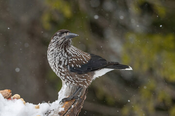 Close-up portrait of beautiful Spotted Nutcracker (Nucifraga caryocatactes)