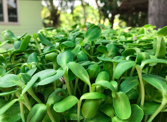 Obraz premium Growing sprouted sunflower seeds in soft focus background