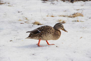 wild duck in the snow in winter looking for food