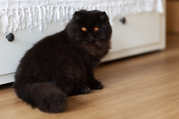 Edel - schwarze Britisch Kurzhaar Katze mit orangen Augen wie Bernstein - sehr imposant