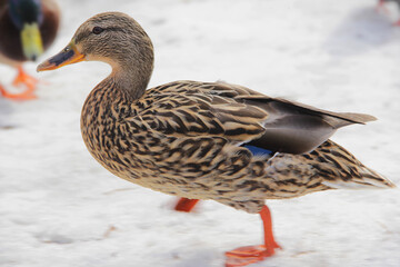 wild duck in the snow in winter looking for food