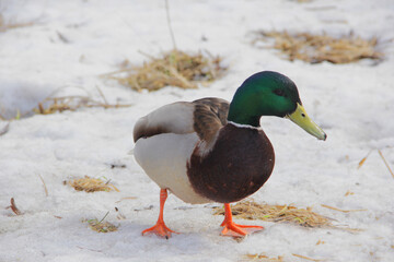 wild duck drake in the snow in winter looking for food