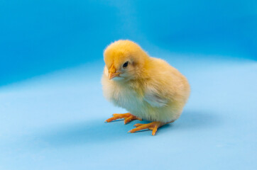 Obraz premium Small yellow chick on a blue background.