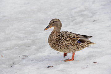 wild duck in the snow in winter looking for food
