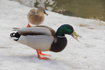 wild duck drake in the snow in winter looking for food