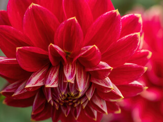 macro of red dahlia with yellow petal tips