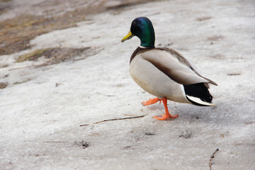 wild duck drake in the snow in winter looking for food