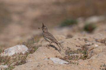 Crested lark (Galerida cristata) Wildlife animal