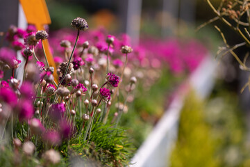 Springtime flowering plants - Primrose plants