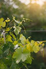 Young grape vine on the blurred green background in bright sun Rays