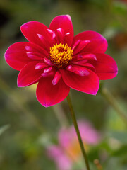Obraz premium single isolated red dahlia flower 