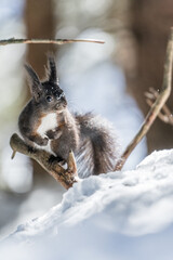 Eichhörnchen in Pose auf dem Eichhörnchenweg in Arosa im Winter.