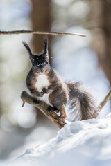 Eichh&ouml;rnchen in Pose auf dem Eichh&ouml;rnchenweg in Arosa im Winter.