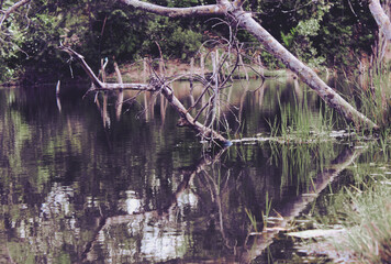 Mangrove in the river with reflection