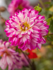 pink and white dahlia flower closeup