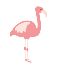 beautiful pink flamingo