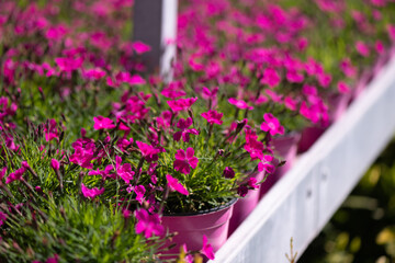 Fototapeta na wymiar Springtime flowering plants - Primrose plants
