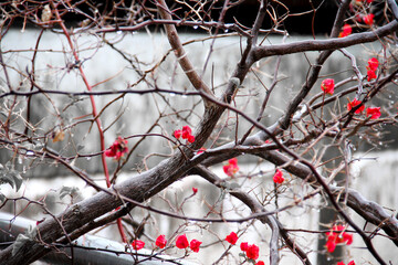 Red winter leaves and flowers