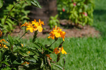 Orange flowers on the tree