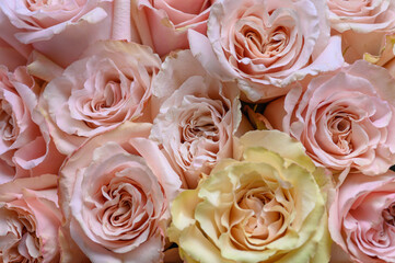 Obraz na płótnie Canvas Pastel pink roses texture, top view, close up