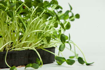 Microgreens are vegetable greens harvested just after the cotyledon leaves have developed