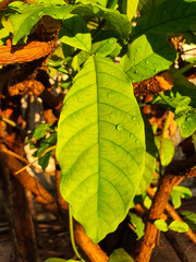 Fresh leaf with drops of dew in the morning