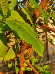 Drops of dew on refreshing green leaf in the morning sun