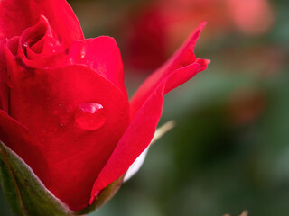 macro of red rose petals with water drop